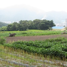 Plowing a field in Yangsan