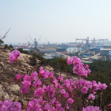 Shipyard through the new blooms