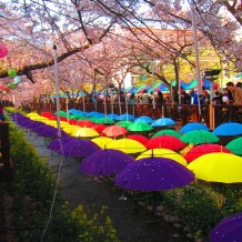 These umbrellas were put up in a small section of the river, because why not?
